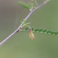 Sesbania bispinosa (Jacq.) W.Wight (Schreb.) Pers.